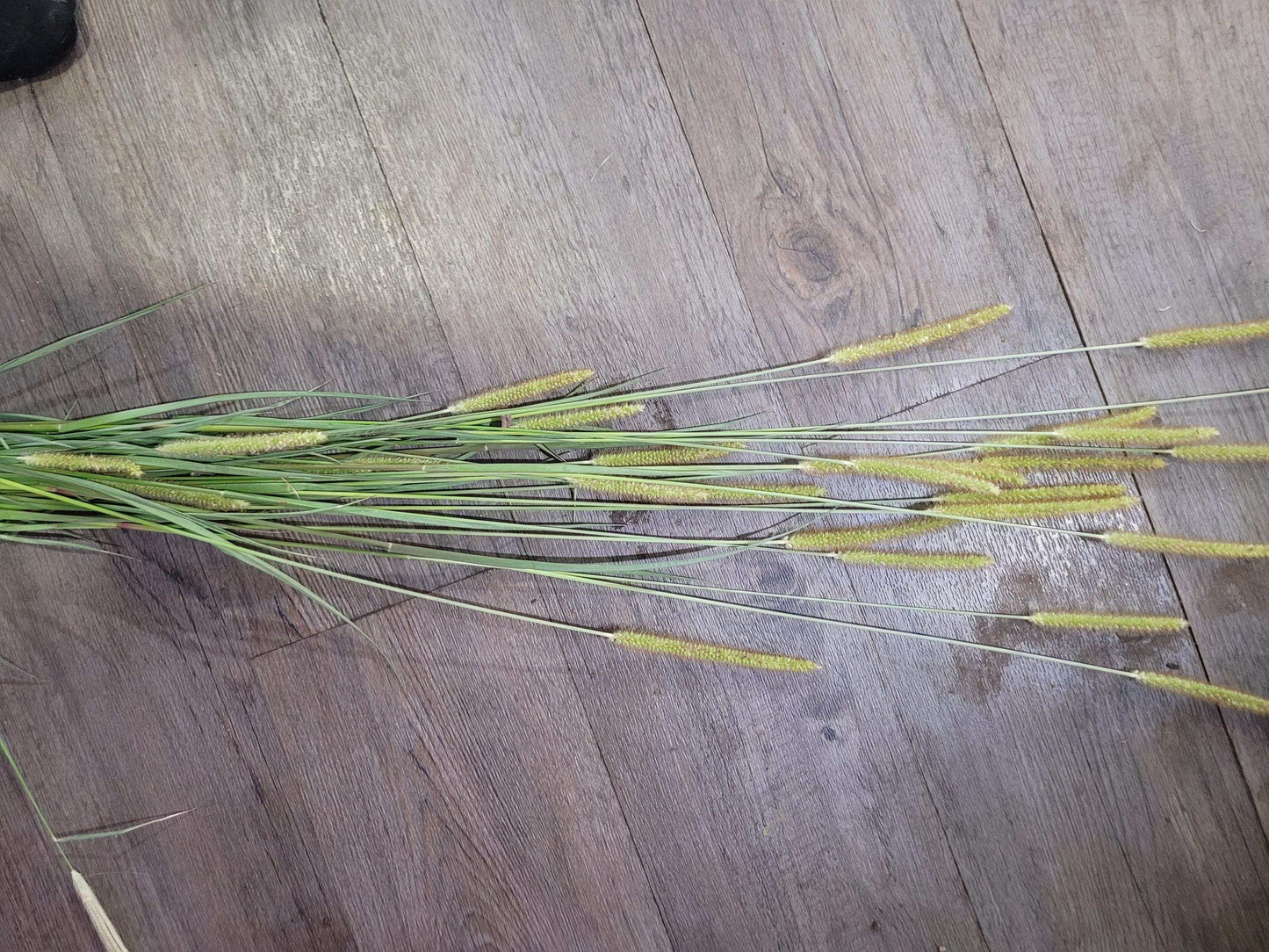 Dried Green Foxtail Grass Bundle: Rustic Floral Arrangement Supply