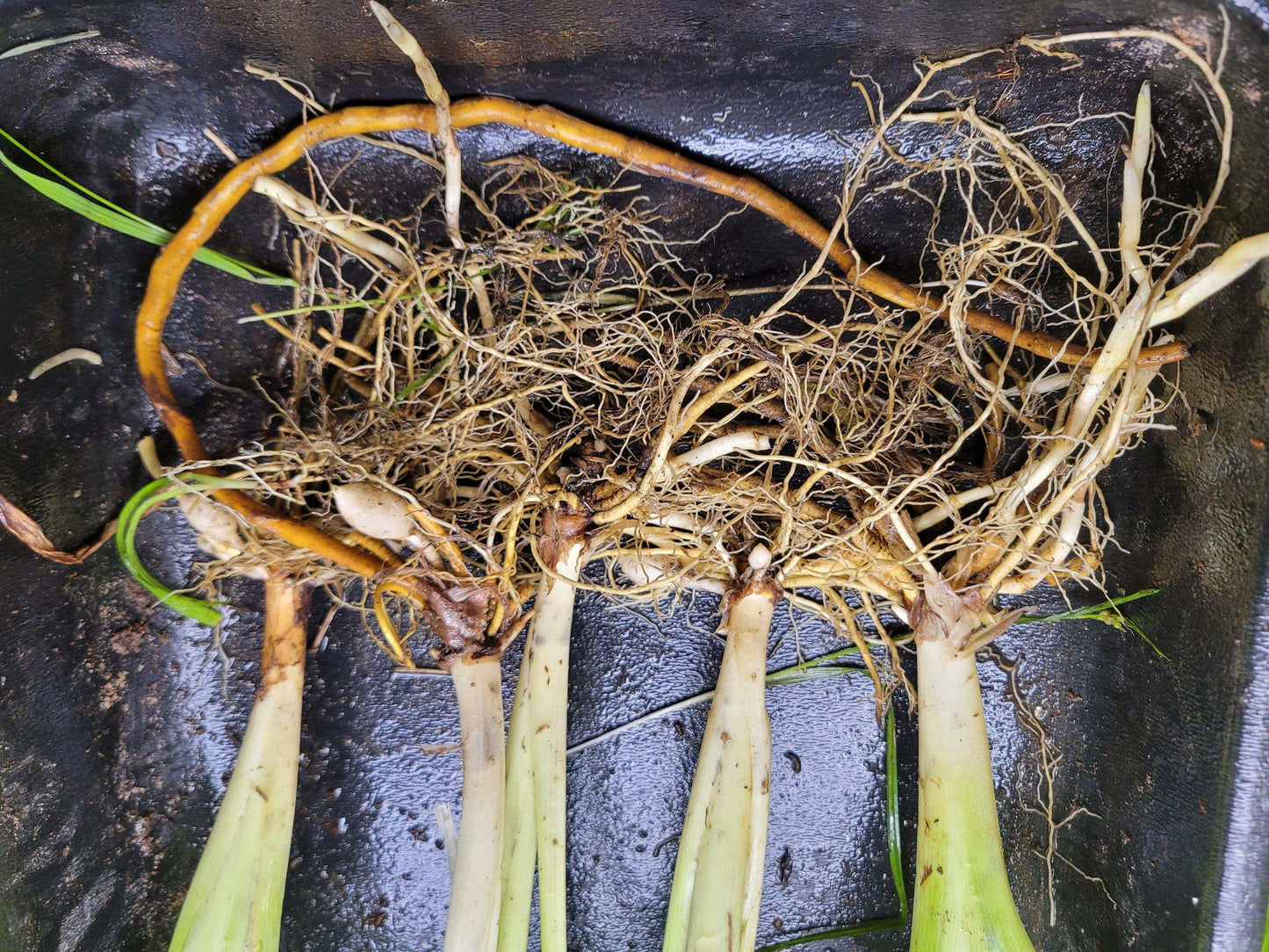 Orange Daylily Bulbs: Hardy Perennial Hemerocallis Fulva