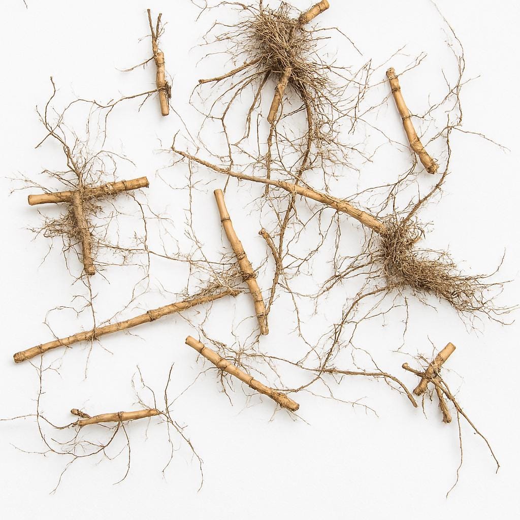 Natural Dried Bamboo Rhizomes – Organic Driftwood Roots for Terrariums, Reptile Decor, Crafts & Display