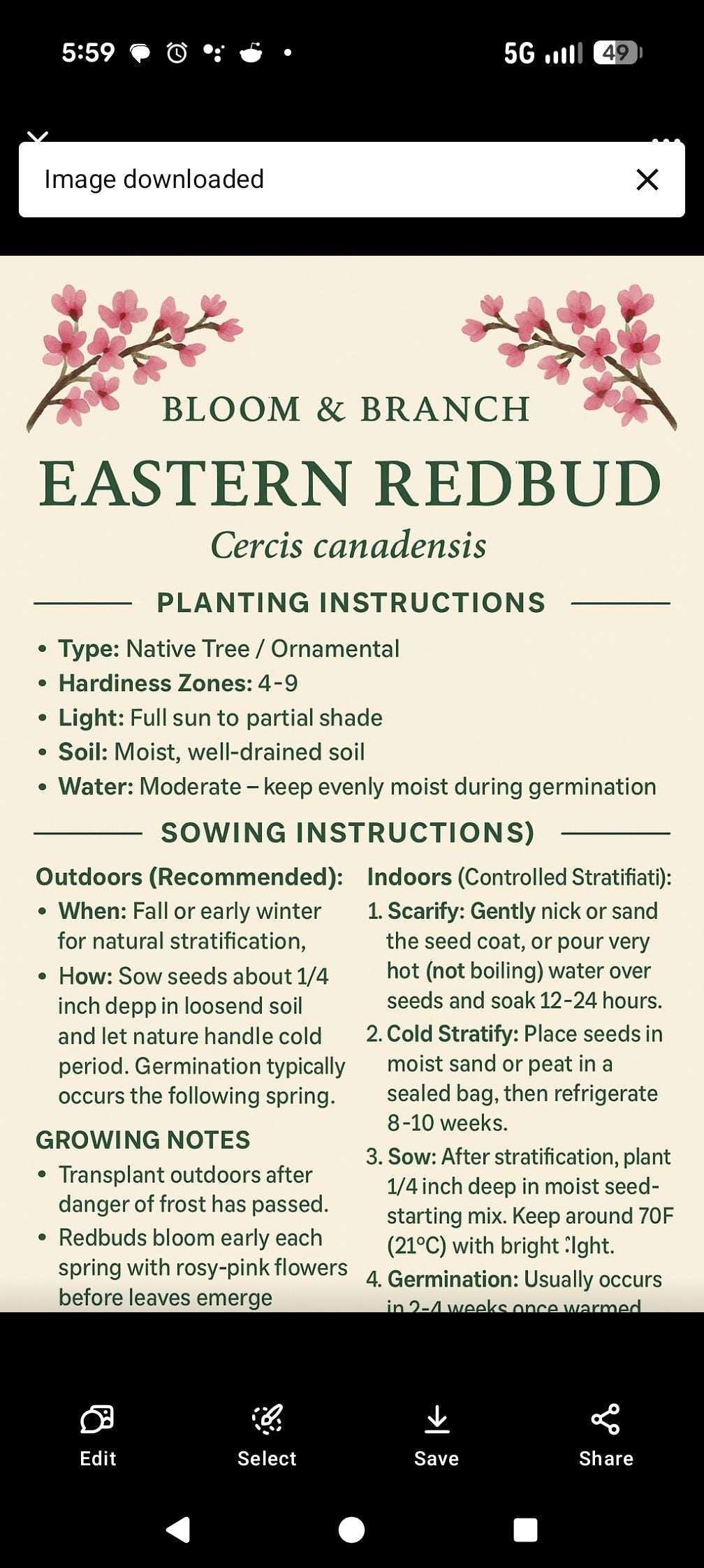 Eastern Redbud Tree Seeds: Native Flowering Shade Tree, Edible Blooms