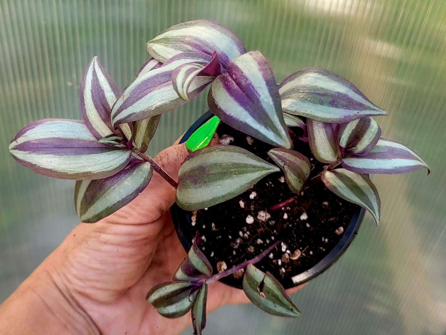 Variegated Tradescantia Zebrina Cutting: Purple Silver Wandering Jew (Bareroot Start)