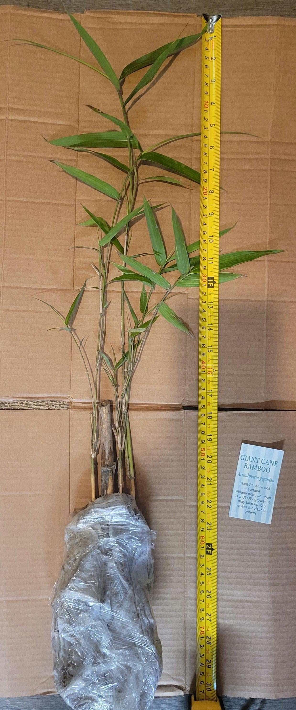 Giant River Cane Rhizome: Live Native Bamboo for Planting & Basketry