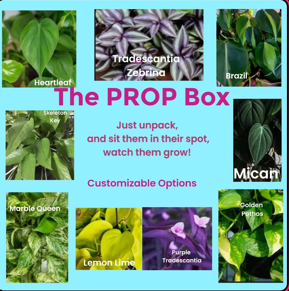 Rare Plant Cuttings Prop Box: Rooting Starter Kit - Pothos, Philodendron