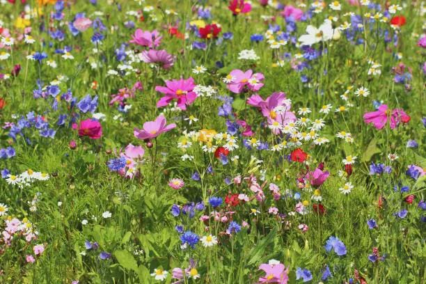 Wildflower Seed Mix for Shade or Sun Garden | Mixed Bloom Packets