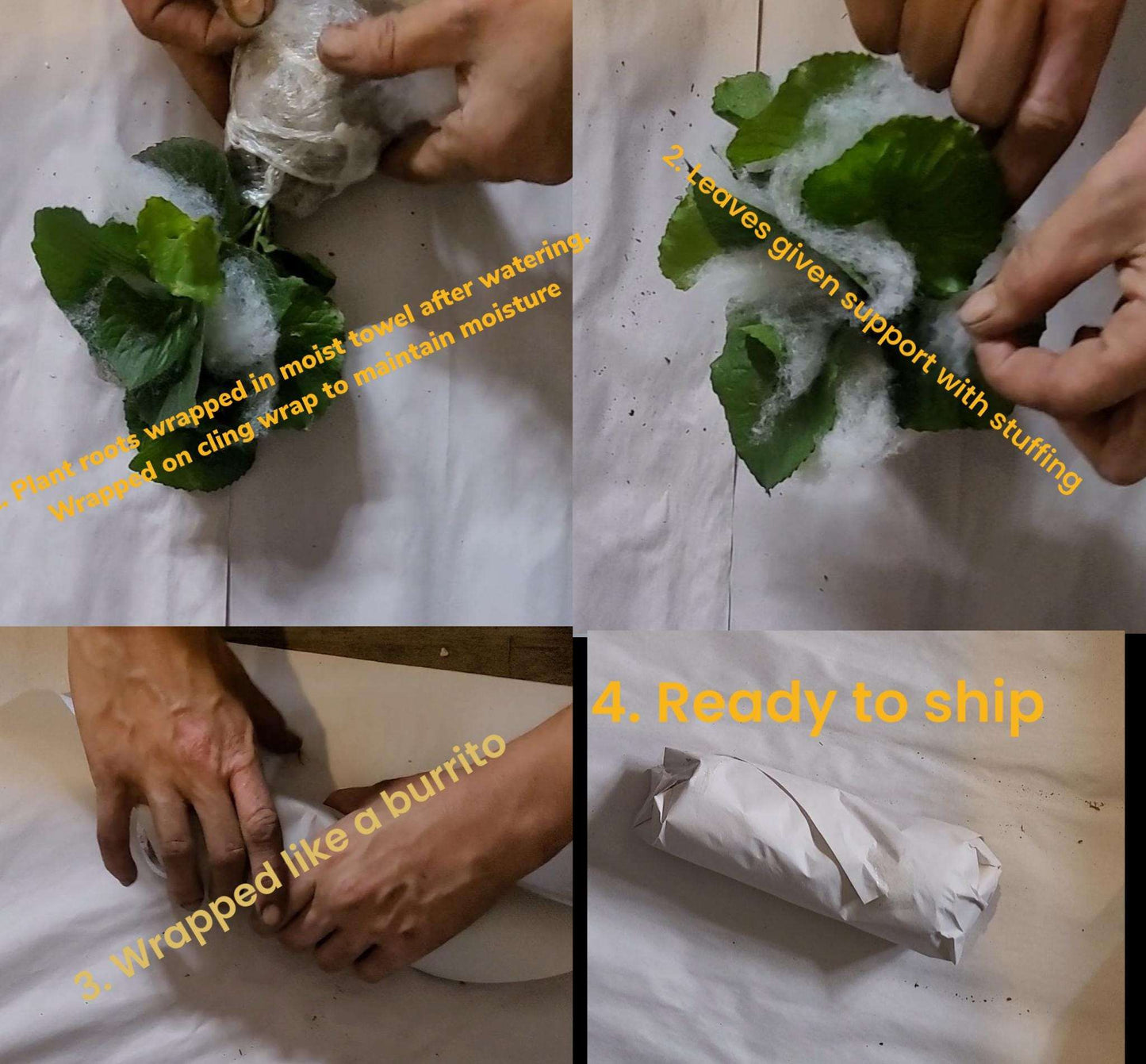 Live Common Blue Violet Plant: Native Ground Cover, Edible Wildflower