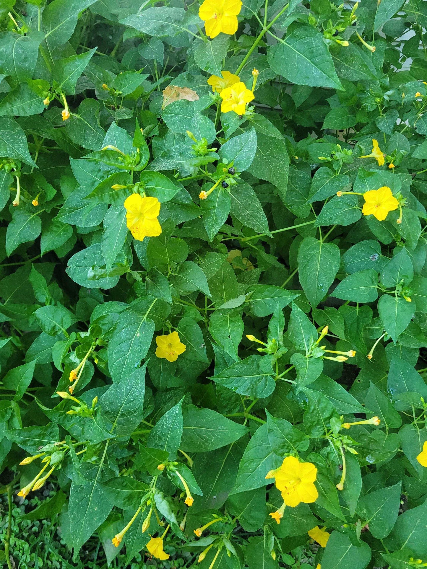 Surprise Bi-Color Four O'Clock Seeds: Open-Pollinated, Non-GMO