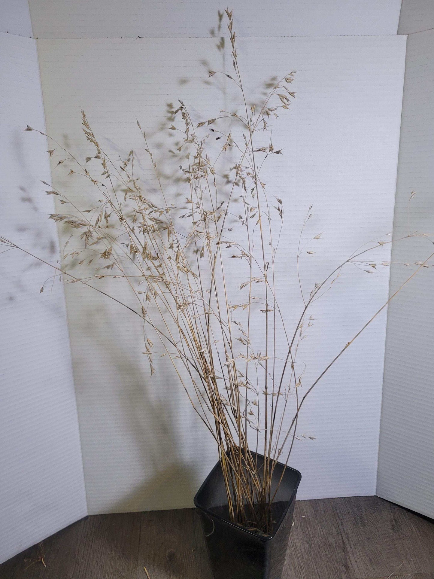 Dried Wild Grass Stems: Boho Floral Decor, Minimalist Arrangement