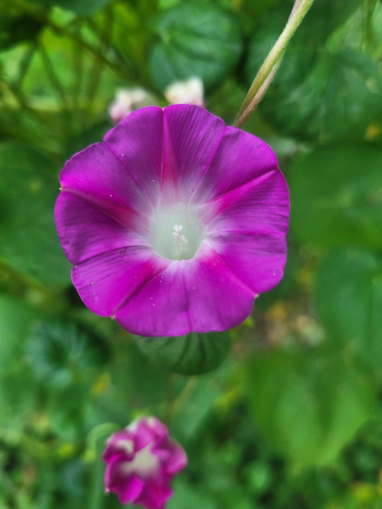Heirloom Morning Glory Mix Seeds: Pink, Blue & Purple Cottage Garden Climber