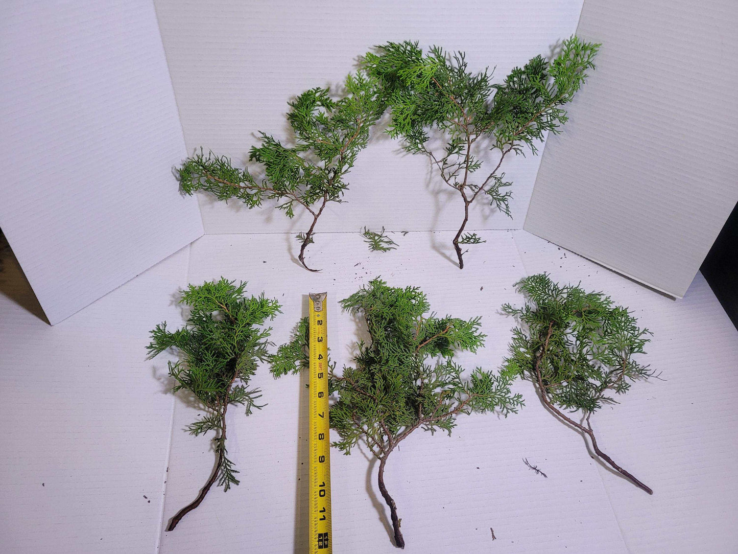 Preserved Arborvitae Cedar Sprigs: Greenery for Wreaths, Resin Art & Winter Decor