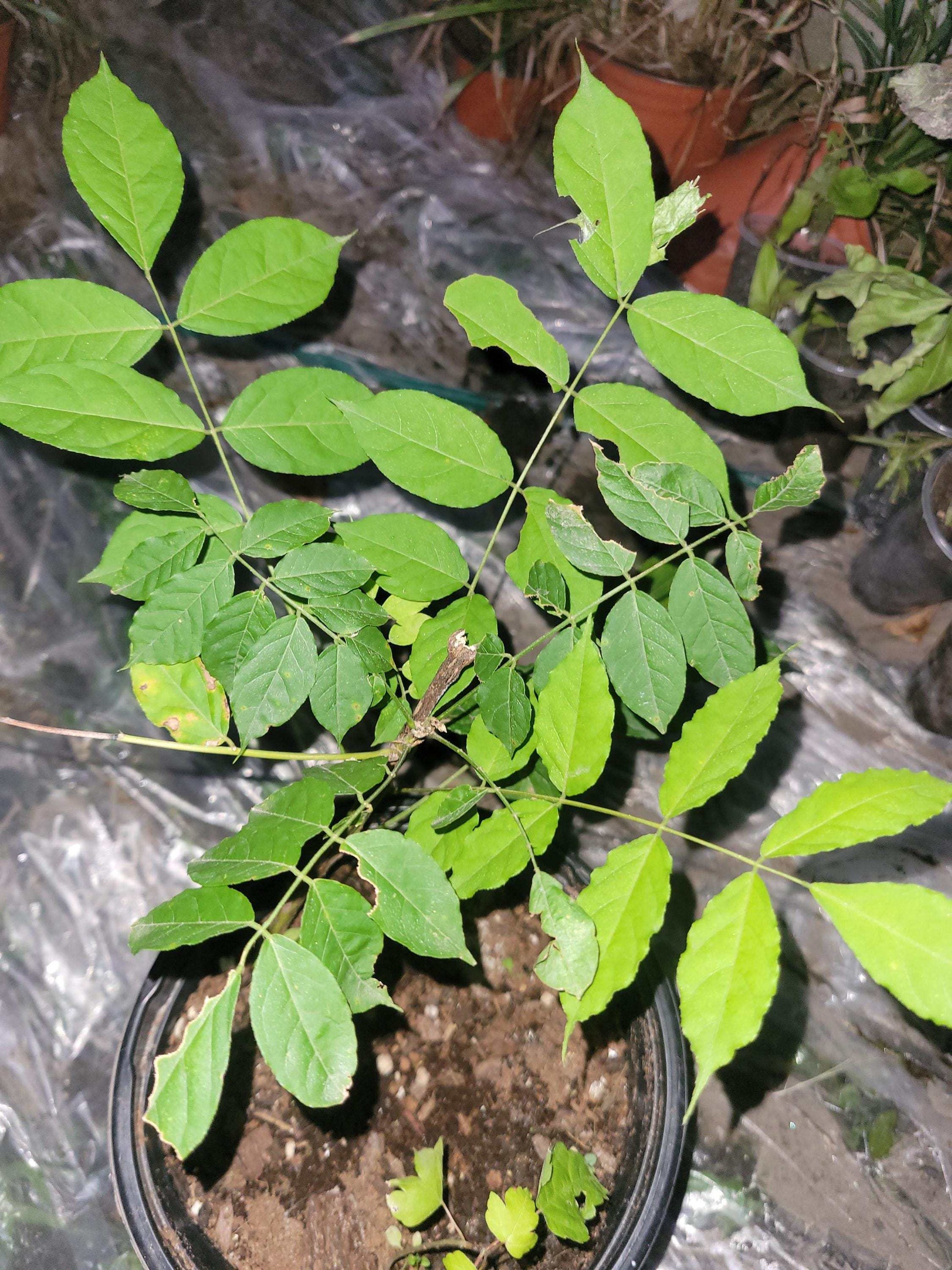 Purple Wisteria Vine – 1-Gallon Size,