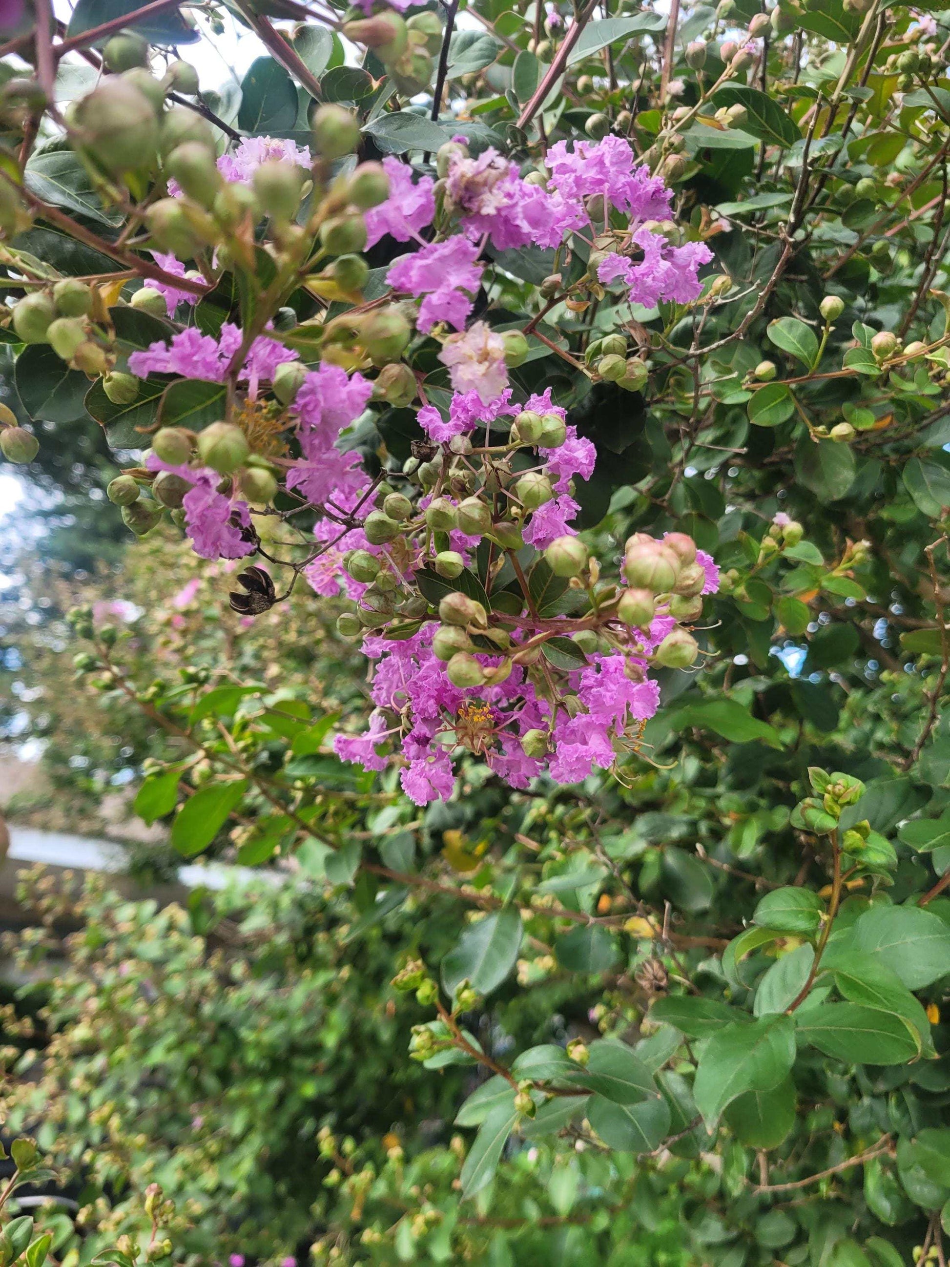 Live Crepe Myrtle Suckers/Clippings – Fast-Rooting Garden Starts | Choose Your Quantity | Pollinator-Friendly Shrub