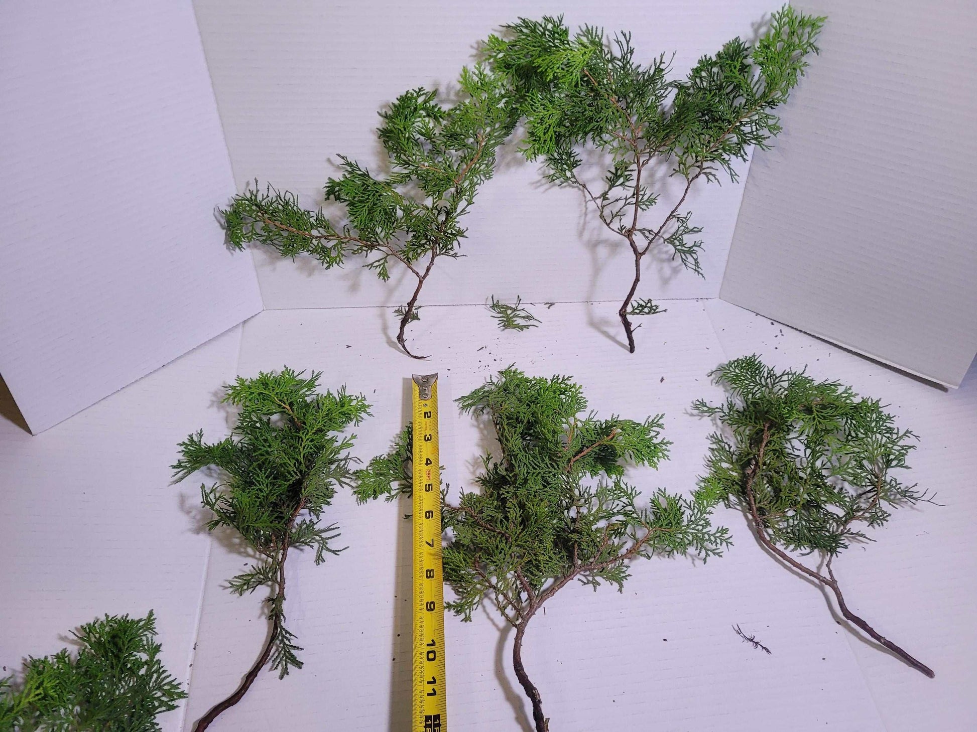 Preserved Arborvitae Cedar Sprigs: Greenery for Wreaths, Resin Art & Winter Decor