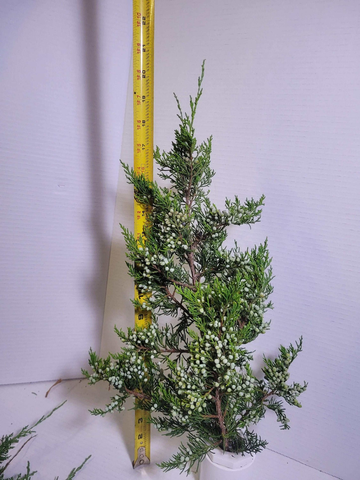 Preserved Juniper Cedar Branches with Berries: Winter Wreath Greenery
