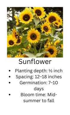 Sunflower plant with text about sunflower care and growth information.