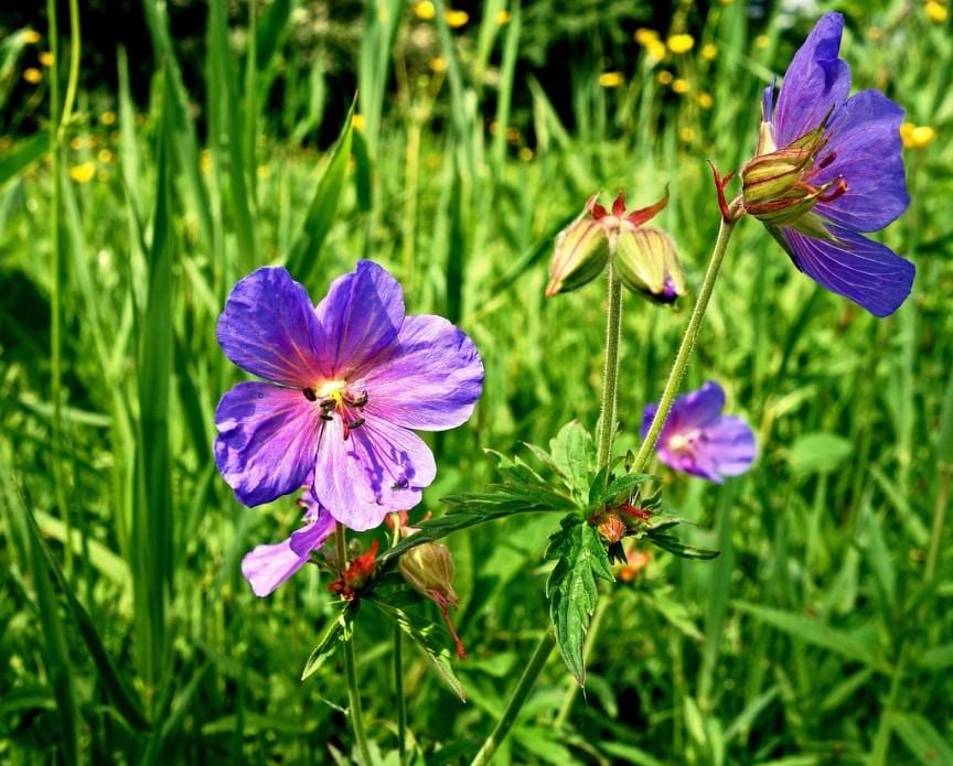 Wild Geranium Seeds (Geranium maculatum) | Native Woodland Perennial | Pollinator Friendly | Shade Garden Favorite