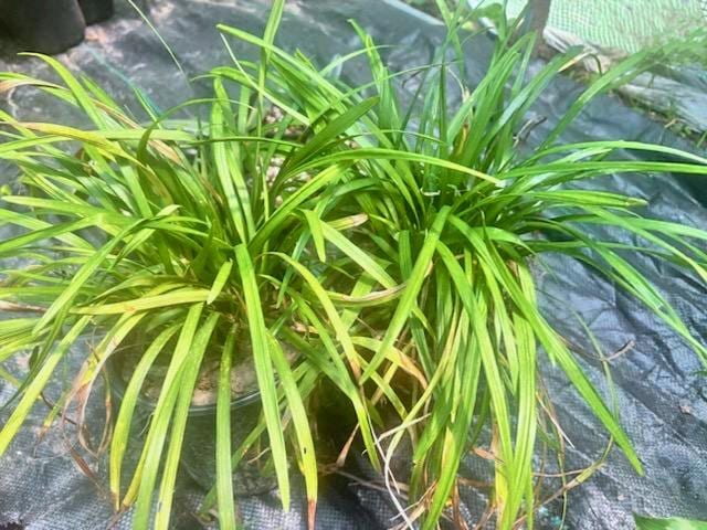 Monkey Grass (Liriope Spicata) Live Rooted Fans: Spreading Ground Cover