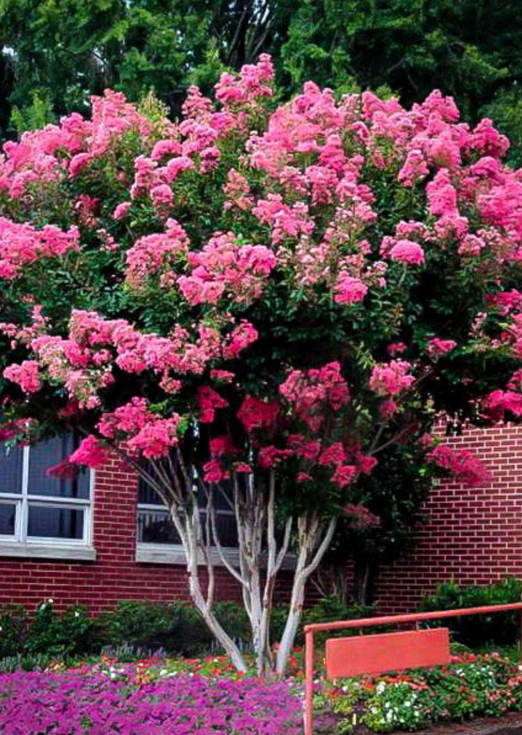 Live Crepe Myrtle Suckers/Clippings – Fast-Rooting Garden Starts | Choose Your Quantity | Pollinator-Friendly Shrub
