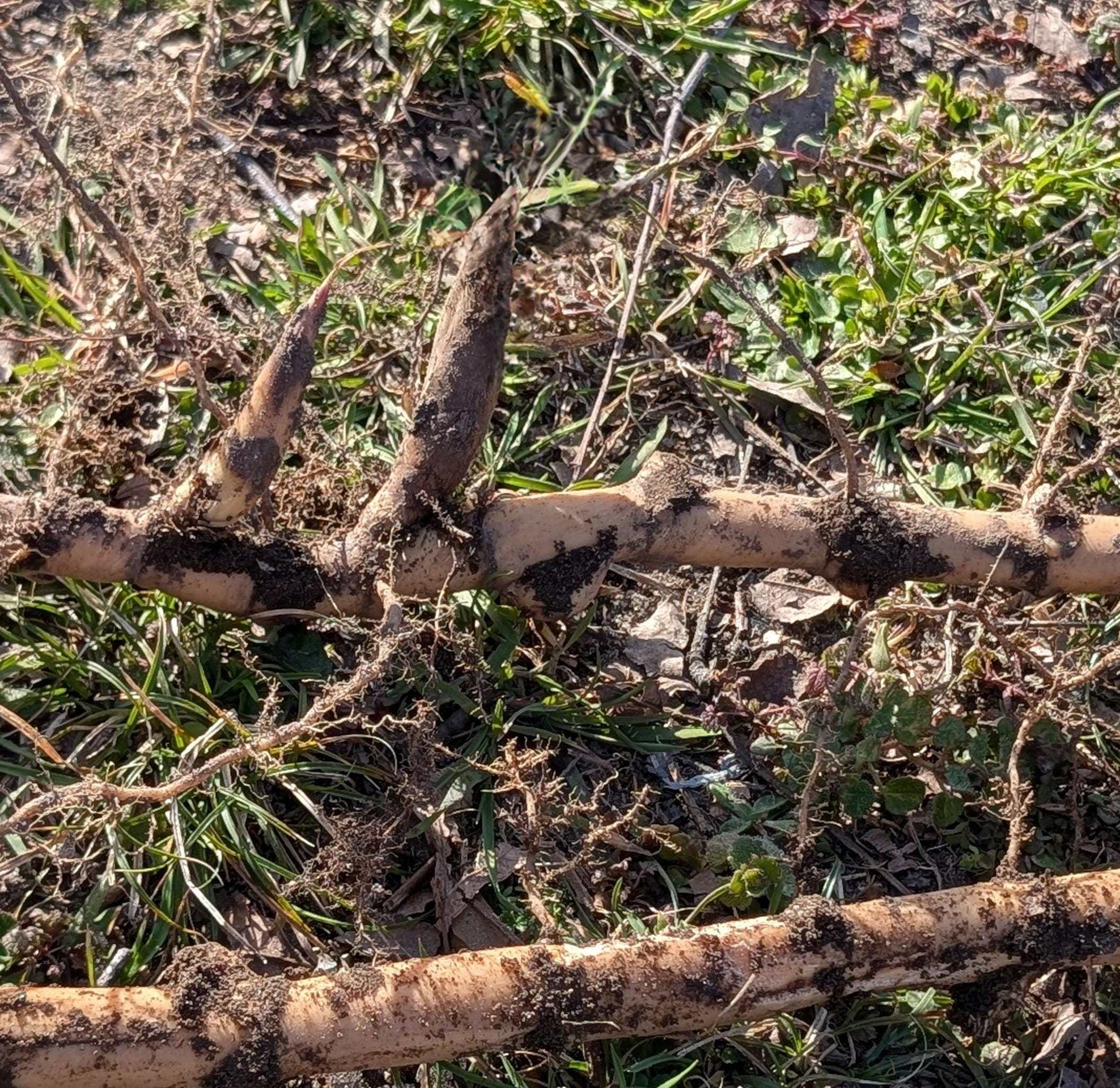 Giant River Cane Rhizome: Live Native Bamboo for Planting & Basketry