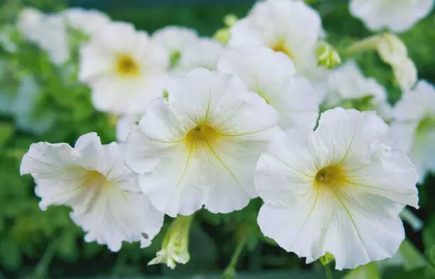 Petunia Seeds | Annual Flower Mix for Hanging Baskets or Garden Beds