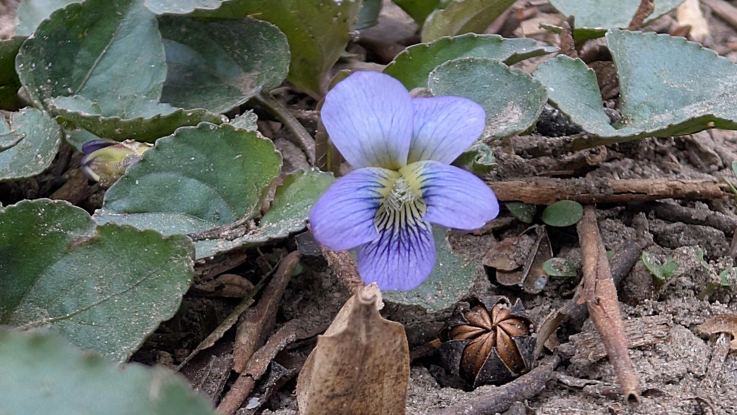 Live Common Blue Violet Plant: Native Ground Cover, Edible Wildflower