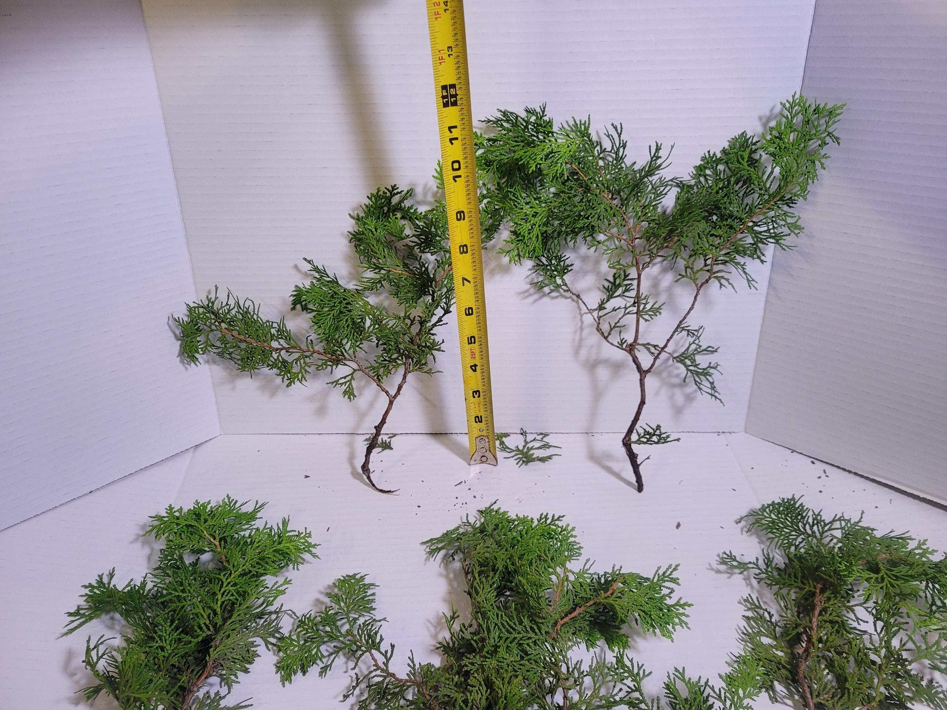 Preserved Arborvitae Cedar Sprigs: Greenery for Wreaths, Resin Art & Winter Decor