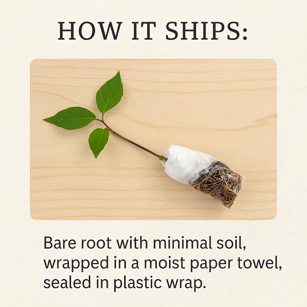 Virginia Creeper Vine Starter • Fast-Growing Native Climber • Live Plant for Trellises, Privacy, Shade