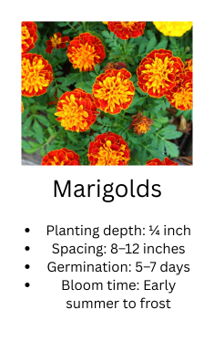Marigolds with planting information on a white background