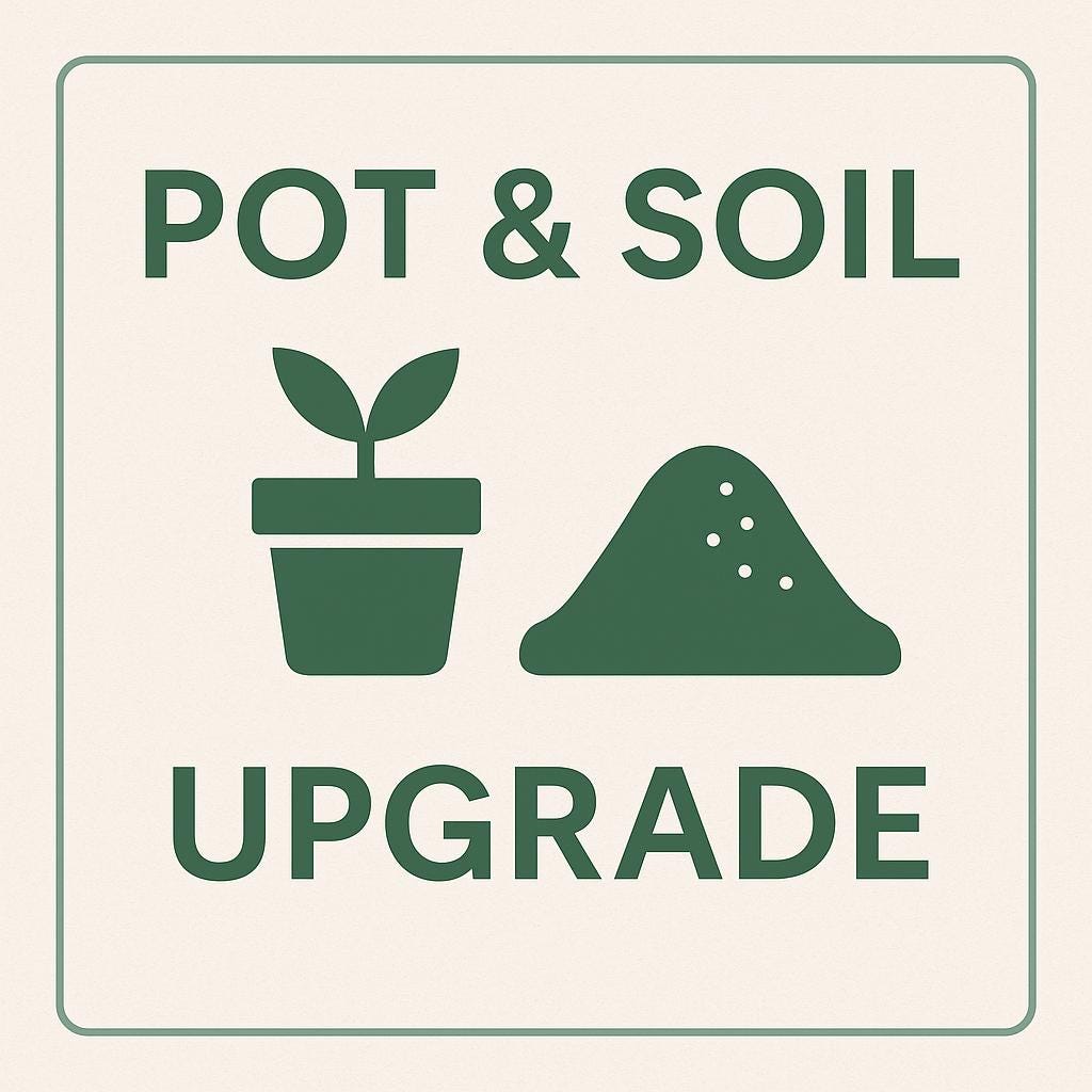 Elevate Your Unboxing Experience: Ship Your Plant in a Pot and Soil