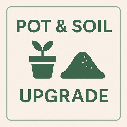 Elevate Your Unboxing Experience: Ship Your Plant in a Pot and Soil
