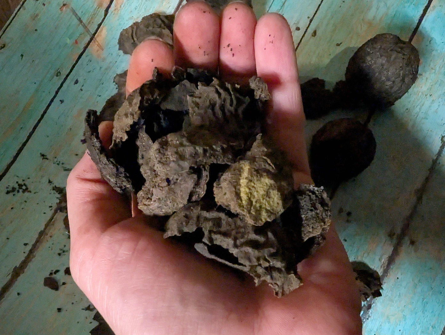 Eastern Black Walnut Hulls: Natural Dye, Ink & Herbal Craft Supply