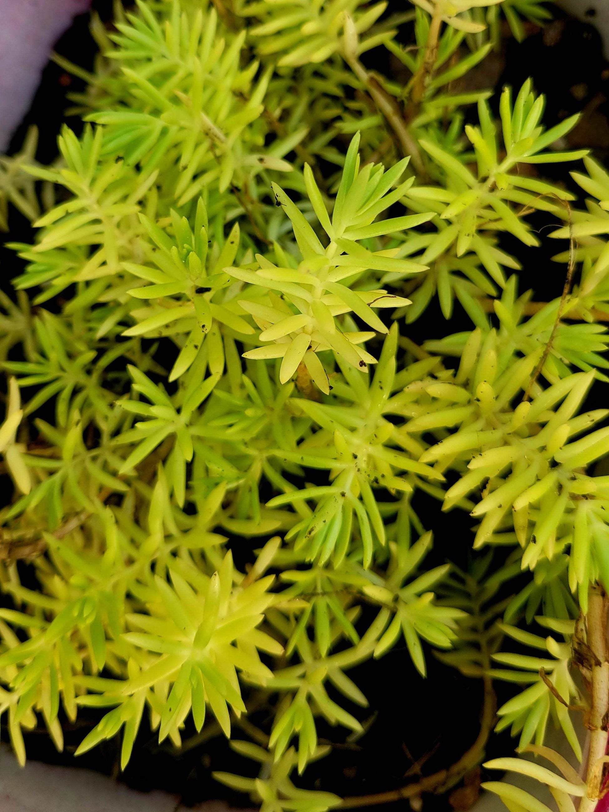 Lemon Coral Sedum Live Plant – Vibrant Chartreuse Succulent | Drought Tolerant Groundcover | Easy Care Houseplant or Outdoor Accent