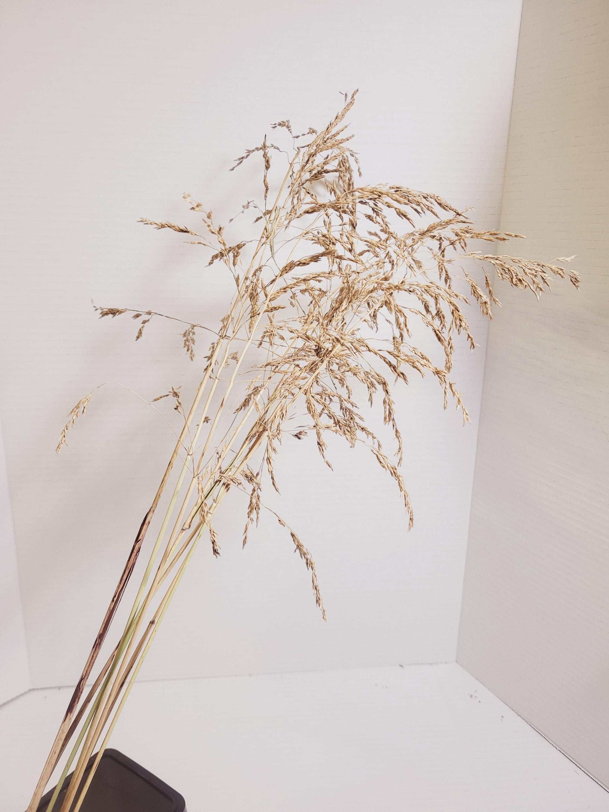 Dried Wild Oats Grass Bunch: Rustic Floral Arrangement Stems