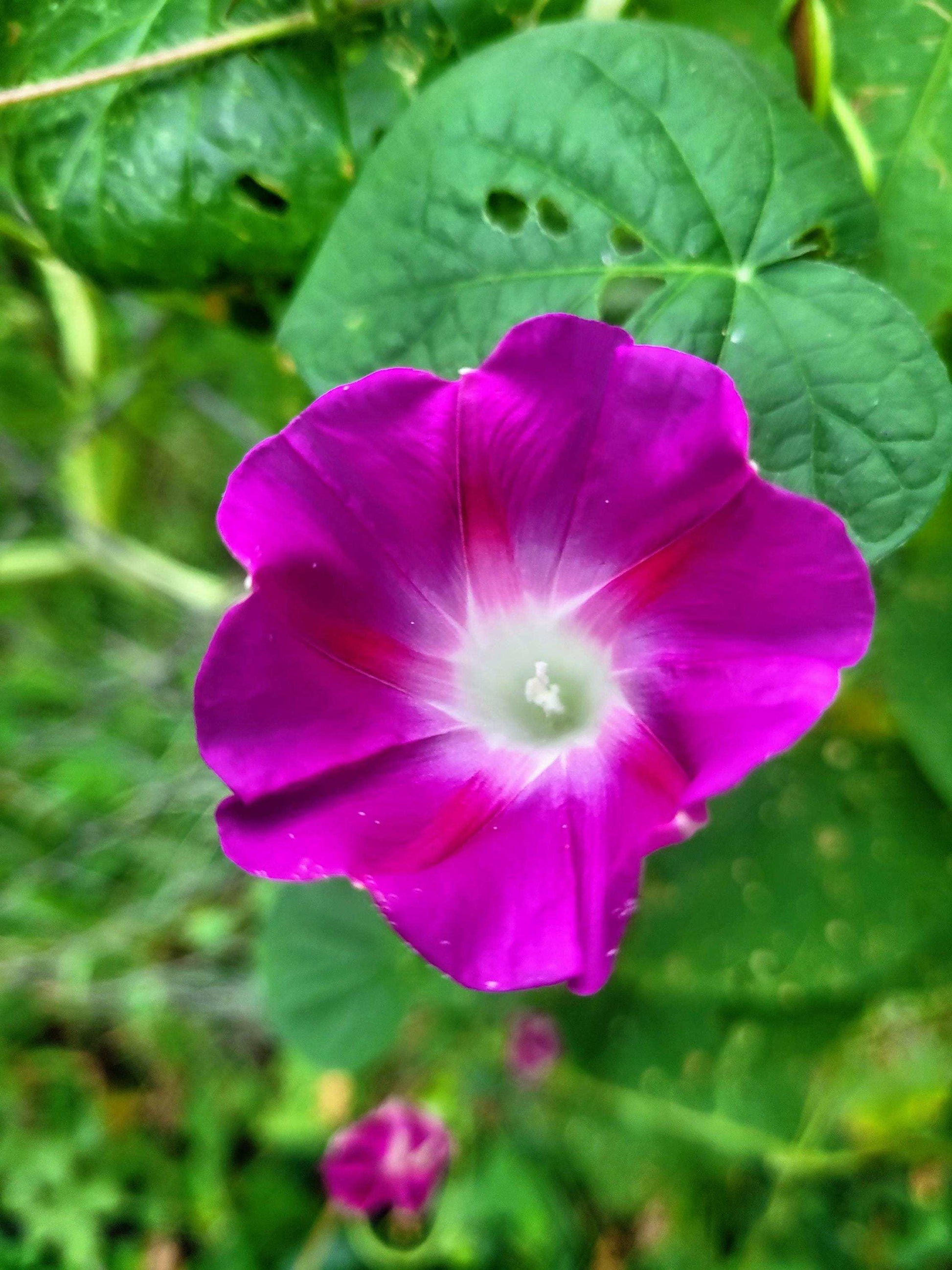 Heirloom Morning Glory Mix Seeds: Pink, Blue & Purple Cottage Garden Climber