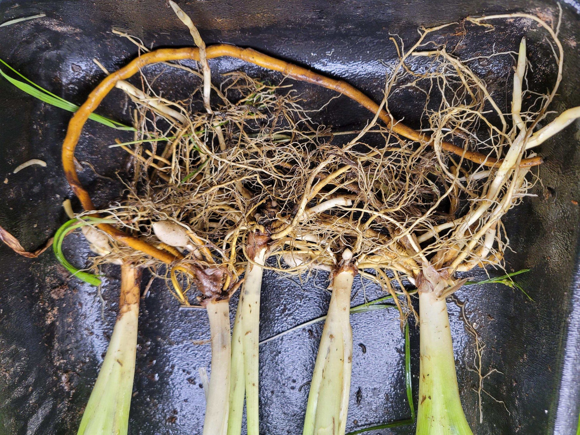 Orange Daylily Bulbs: Hardy Perennial Hemerocallis Fulva