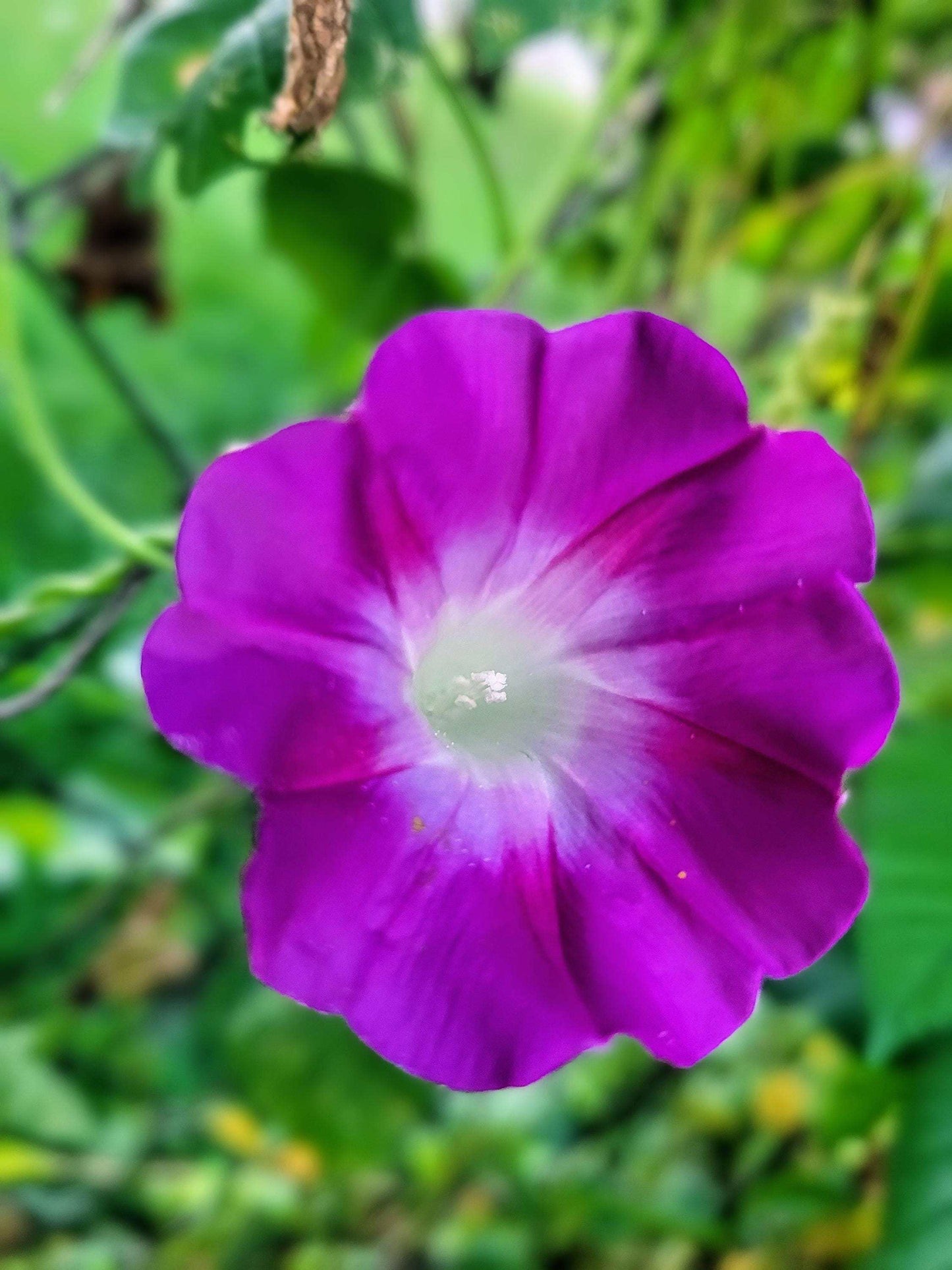 Heirloom Morning Glory Mix Seeds: Pink, Blue & Purple Cottage Garden Climber