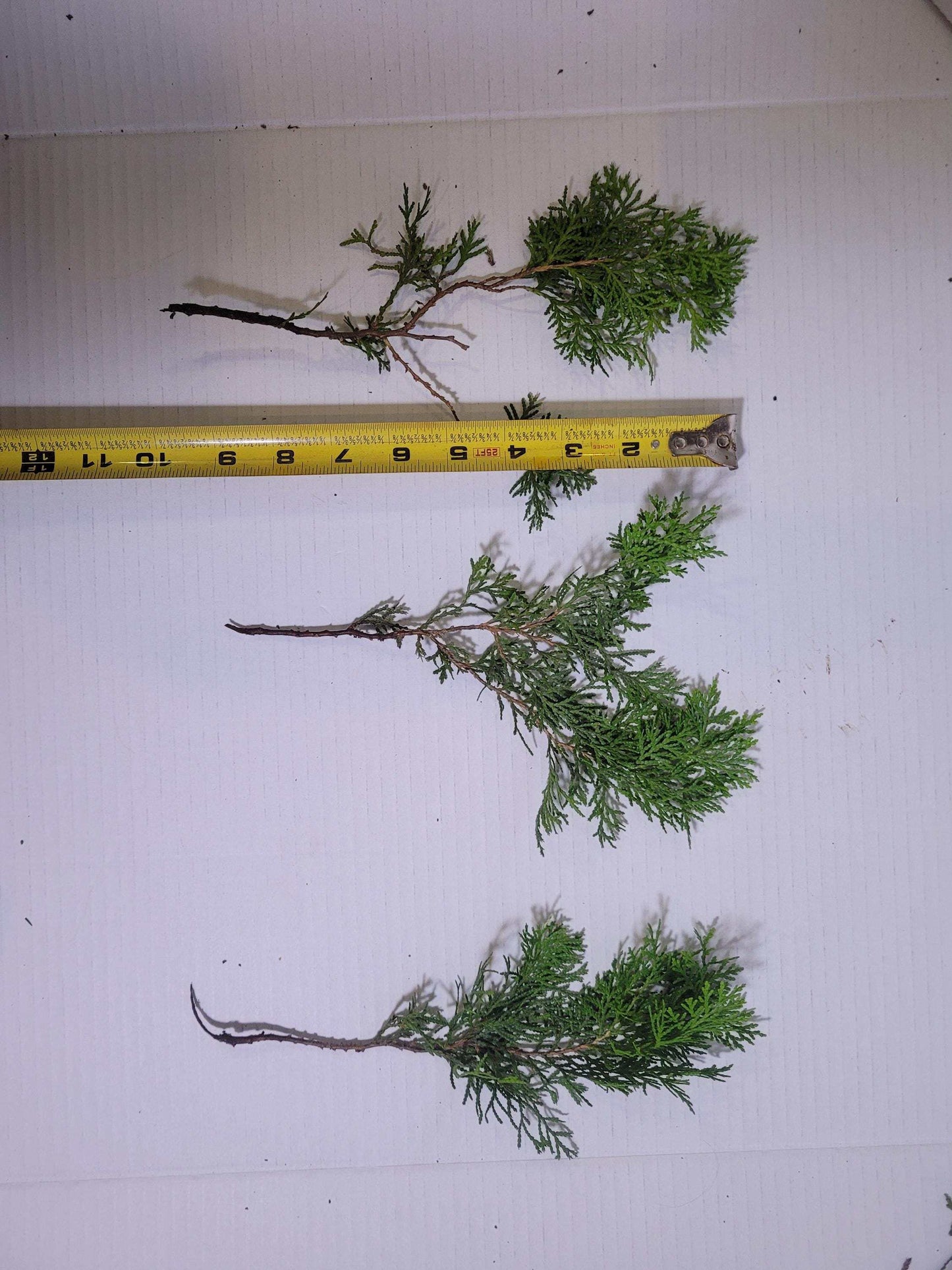 Preserved Arborvitae Cedar Sprigs: Greenery for Wreaths, Resin Art & Winter Decor