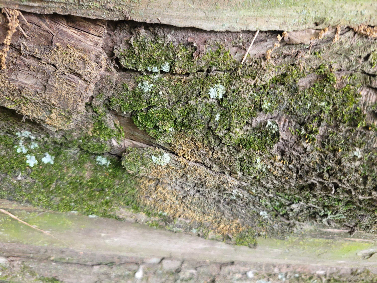 Natural Lichen & Moss Covered Bark: Terrarium, Fairy Garden, Reptile Decor