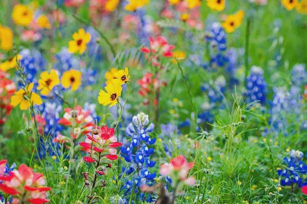 Wildflower Seed Mix for Shade or Sun Garden | Mixed Bloom Packets