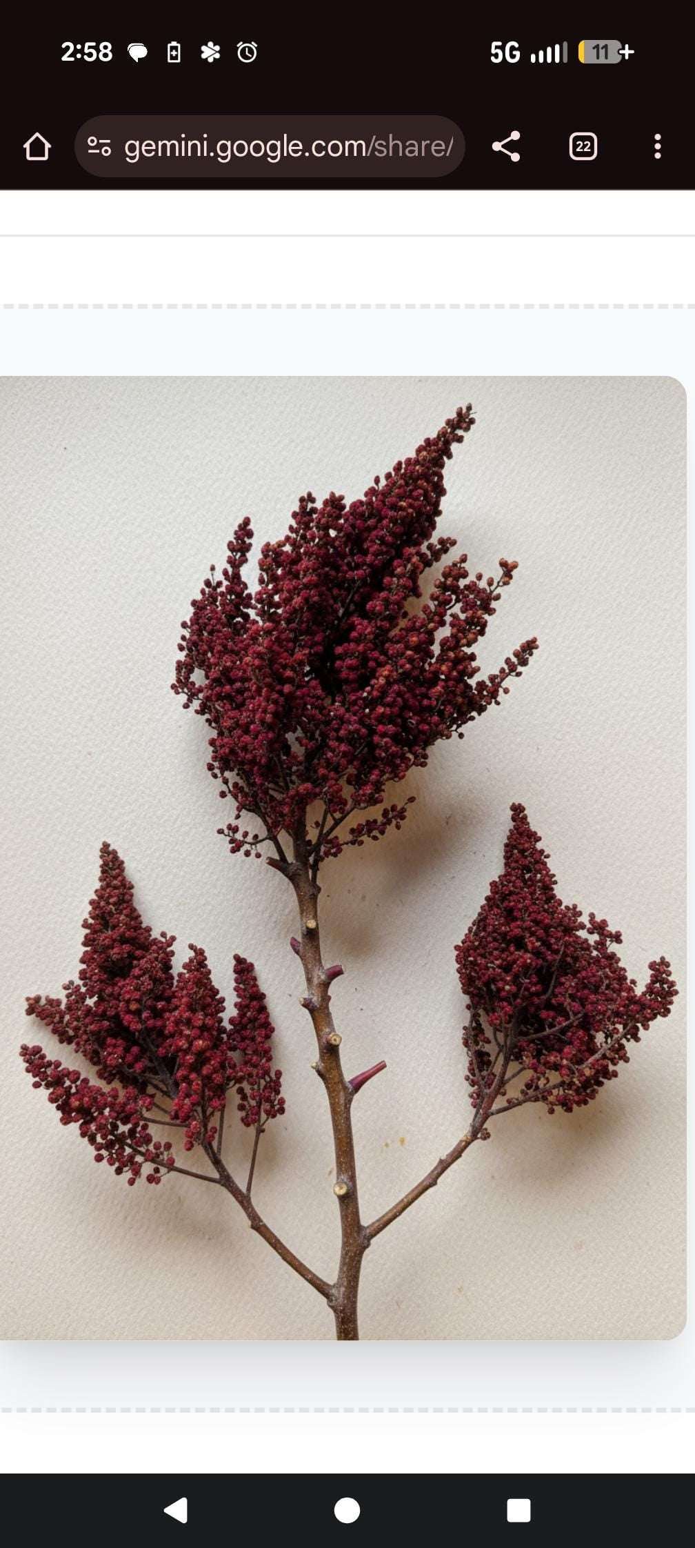 Premium Dried Sumac Berry Heads – Natural Red Clusters for Wreaths, Rustic Decor, Crafts, Resin Art, Wild Foraged Botanicals