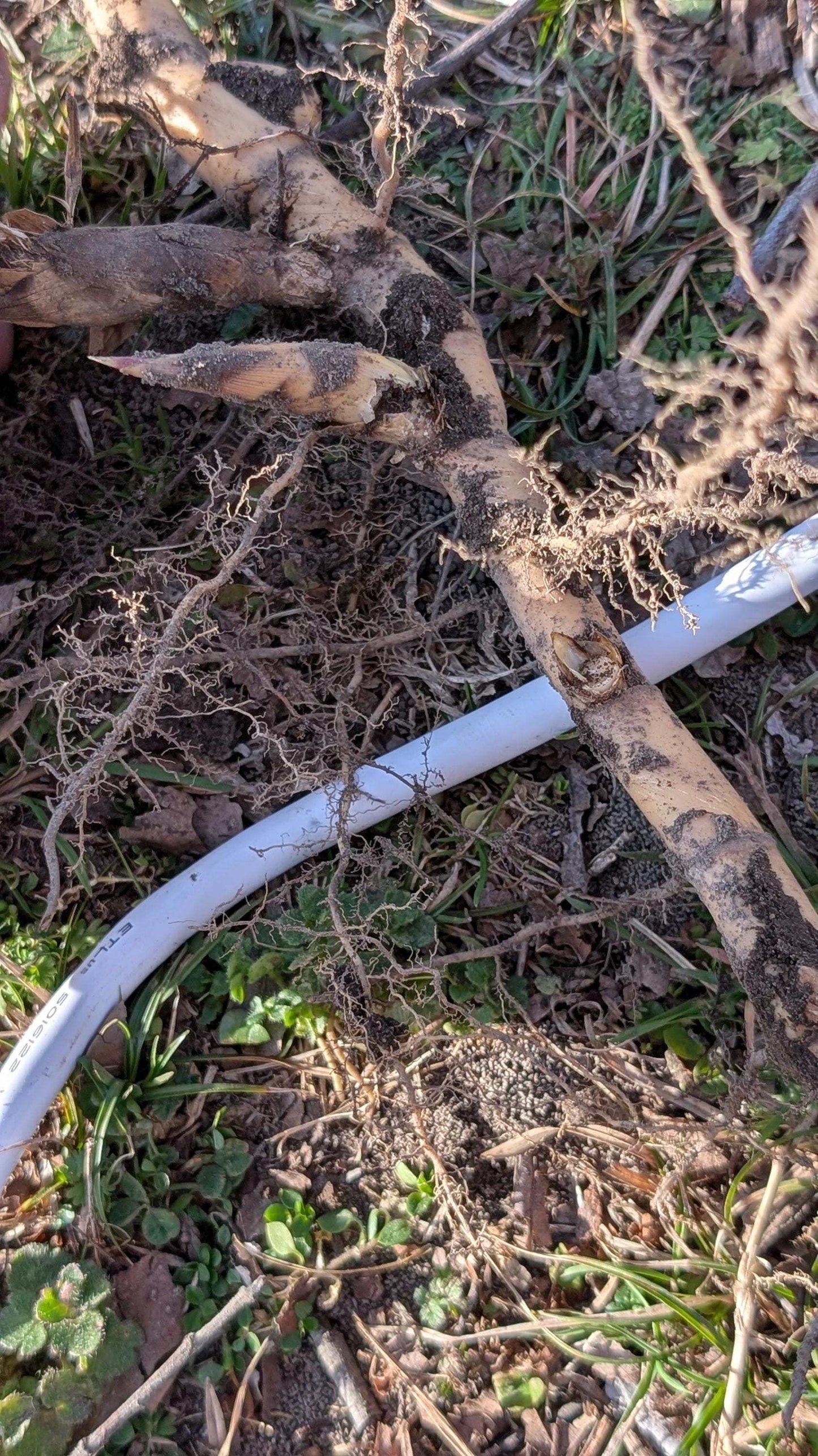 Giant River Cane Rhizome: Live Native Bamboo for Planting & Basketry
