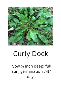 Foraged Edibles Seed Bundle – 5 Wild, Easy-Growing Edible Plants