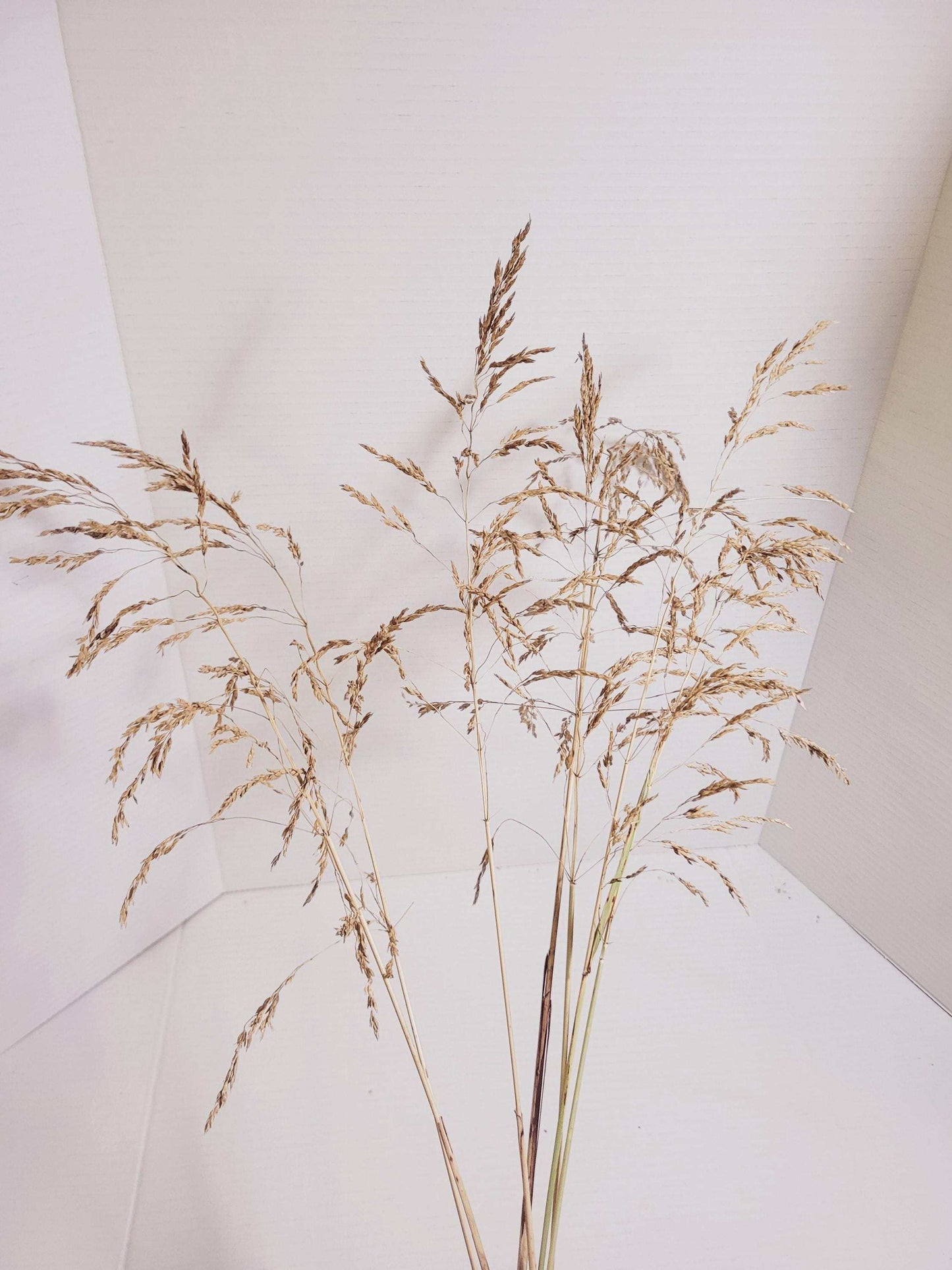 Dried Wild Oats Grass Bunch: Rustic Floral Arrangement Stems