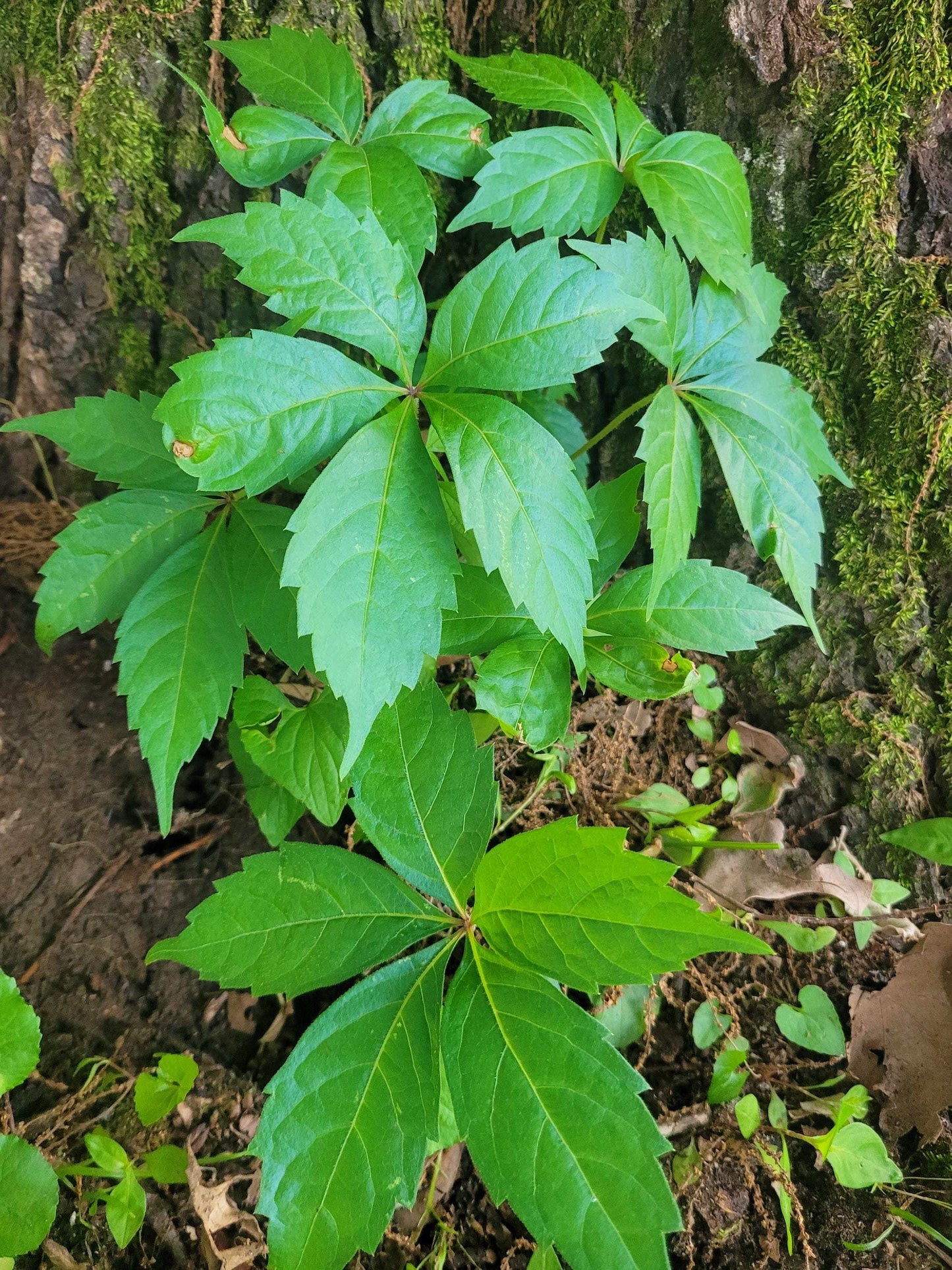 Virginia Creeper Vine Starter • Fast-Growing Native Climber • Live Plant for Trellises, Privacy, Shade
