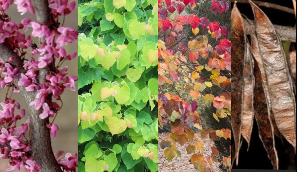 Eastern Redbud Tree Seeds: Native Flowering Shade Tree, Edible Blooms