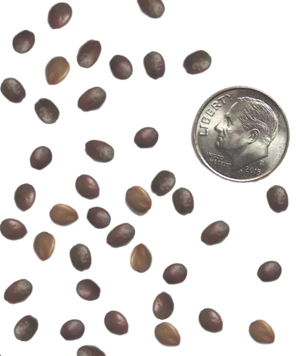 Eastern Redbud Tree Seeds: Native Flowering Shade Tree, Edible Blooms