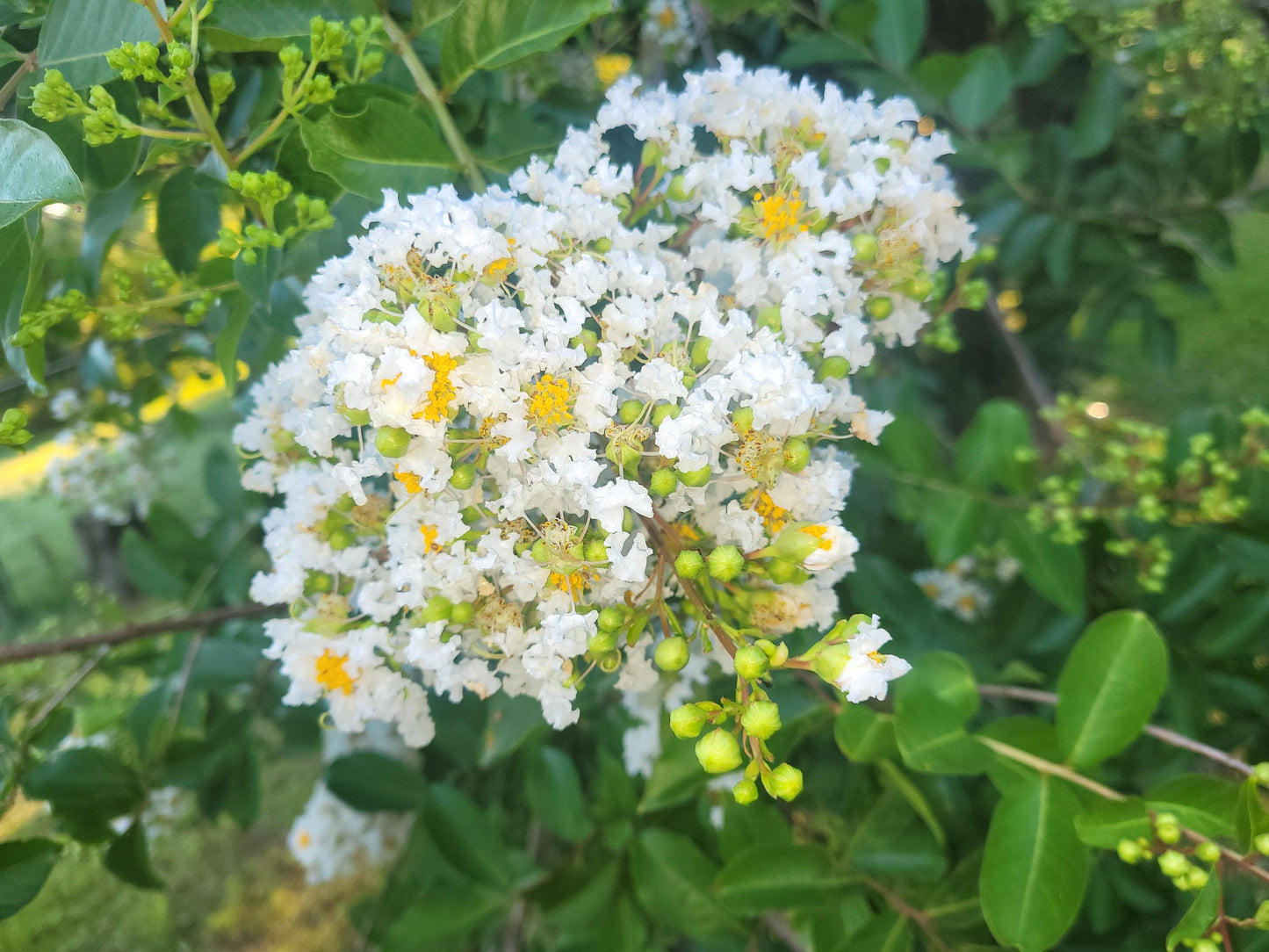 Live Crepe Myrtle Suckers/Clippings – Fast-Rooting Garden Starts | Choose Your Quantity | Pollinator-Friendly Shrub