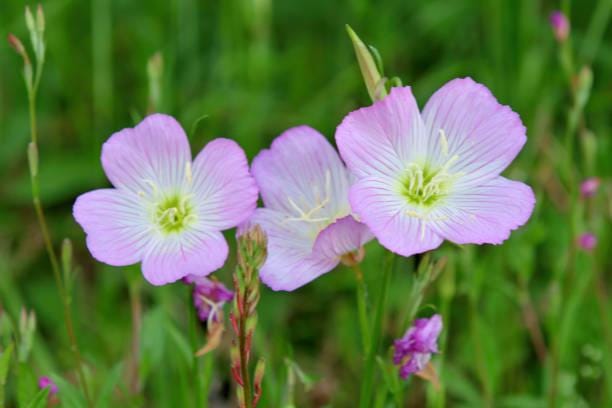 Cutleaf Evening Primrose Seeds: Native Wildflower, Pollinator-Friendly