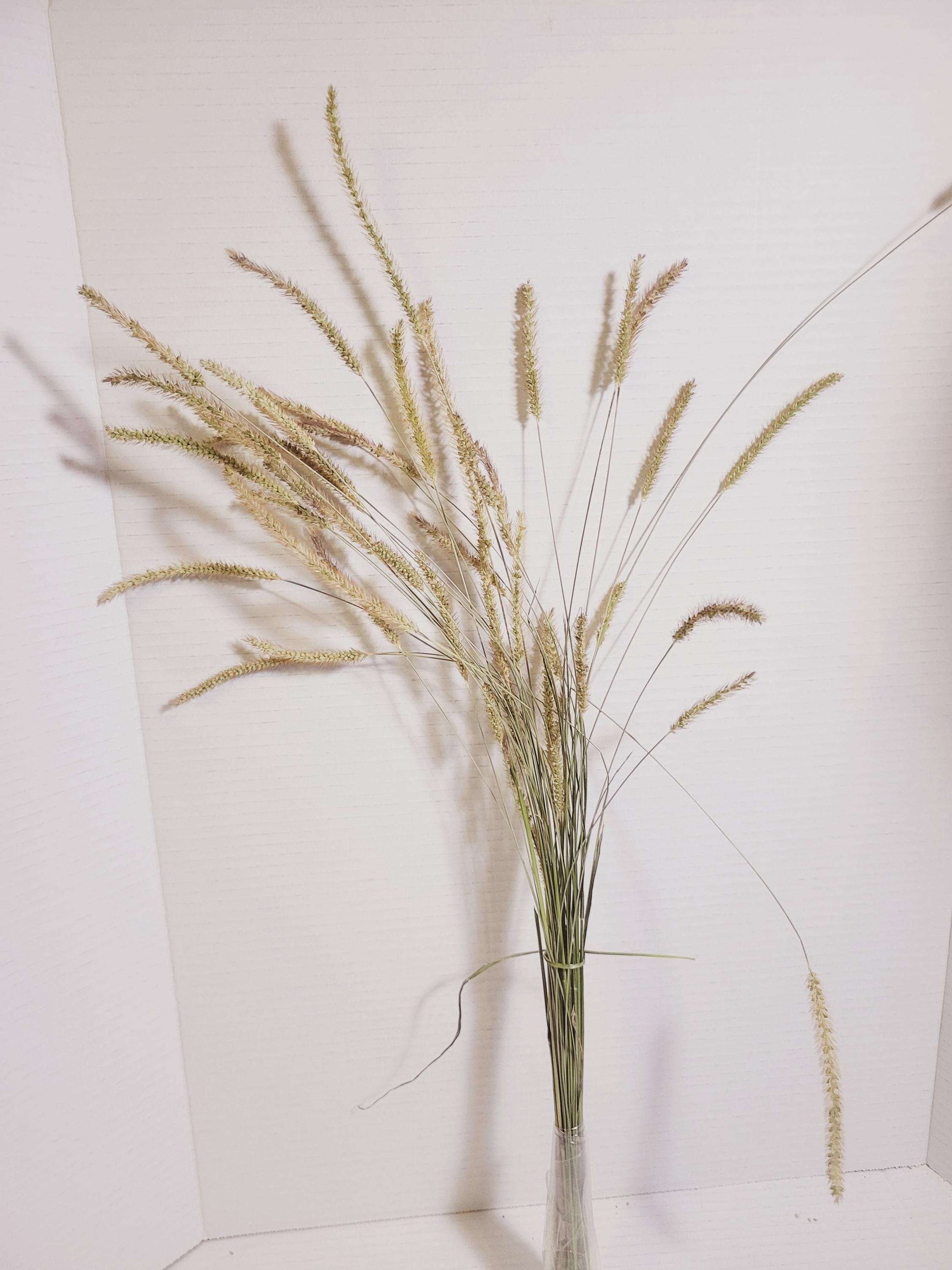 Dried Green Foxtail Grass Bundle: Rustic Floral Arrangement Supply