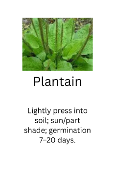 Foraged Edibles Seed Bundle – 5 Wild, Easy-Growing Edible Plants