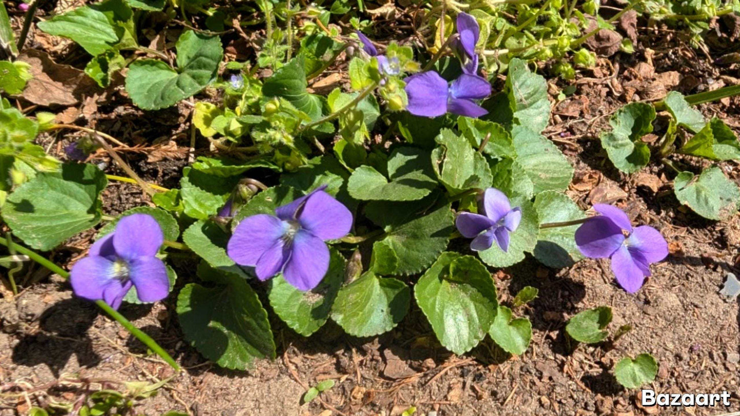 Live Common Blue Violet Plant: Native Ground Cover, Edible Wildflower